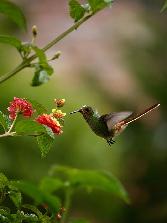 HUmmingbird
