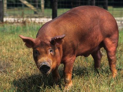 Red-brown pig standing in grassy fenced pasture