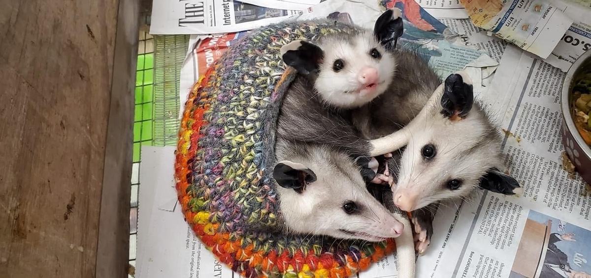 Opossum babies being cared for by Outer Banks Wildlife Shelter