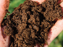 Hands holding loose dark brown soil compost