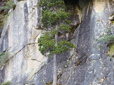 tree on cliffside
