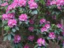 rhododendron in flower
