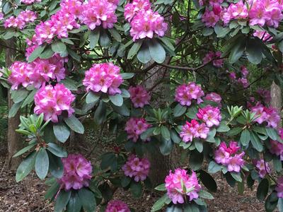 rhododendron in flower