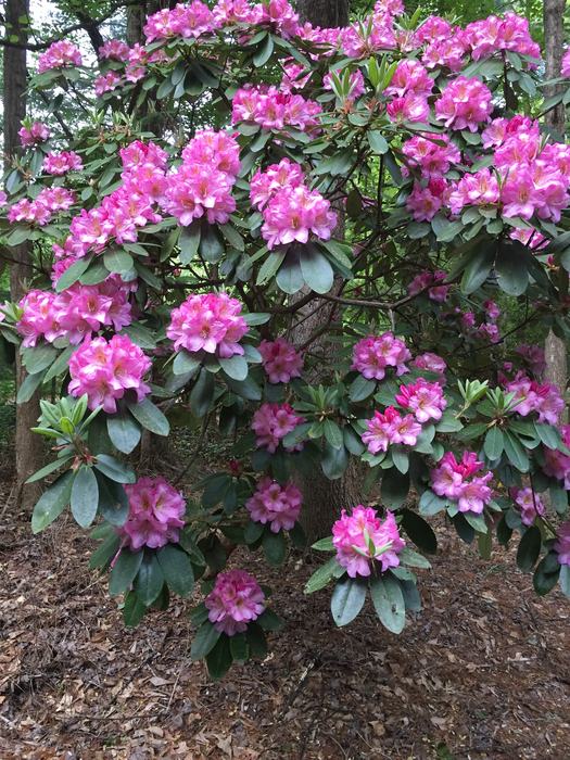 rhododendron in flower