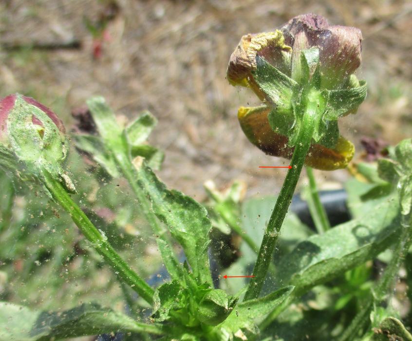 Heavy webbing and tiny mites on stalk