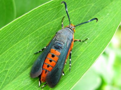 squash vine borer moth on leaf