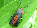 squash vine borer moth on leaf