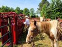 Cowboy at red cattle chute beside a saddled palomino horse in a grassy corral