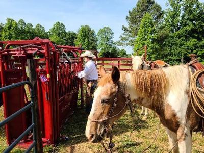 Cowboy at red cattle chute beside a saddled palomino horse in a grassy corral