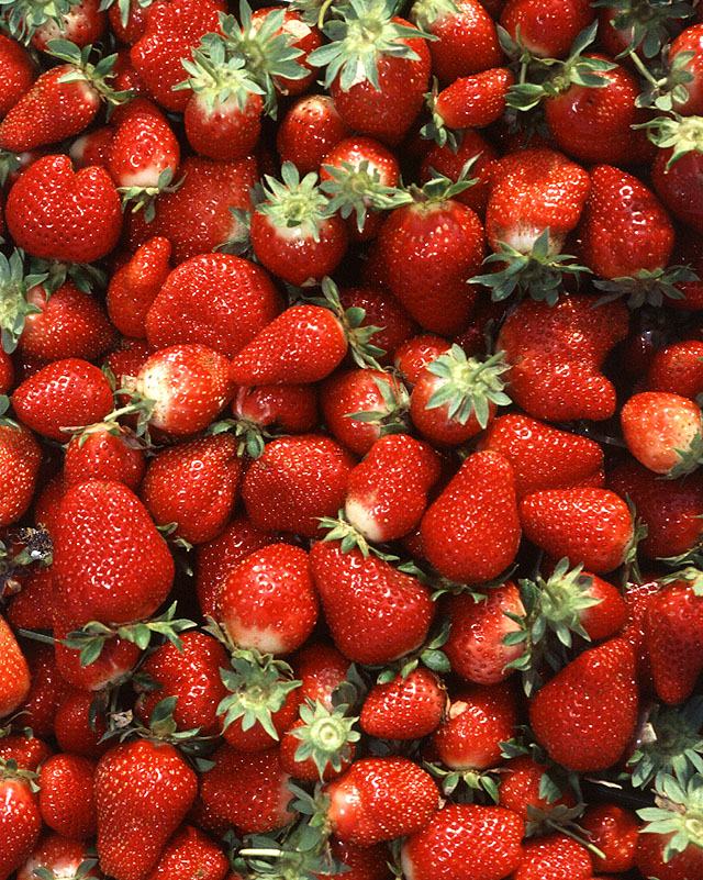 Top view of several dozen fresh strawberries
