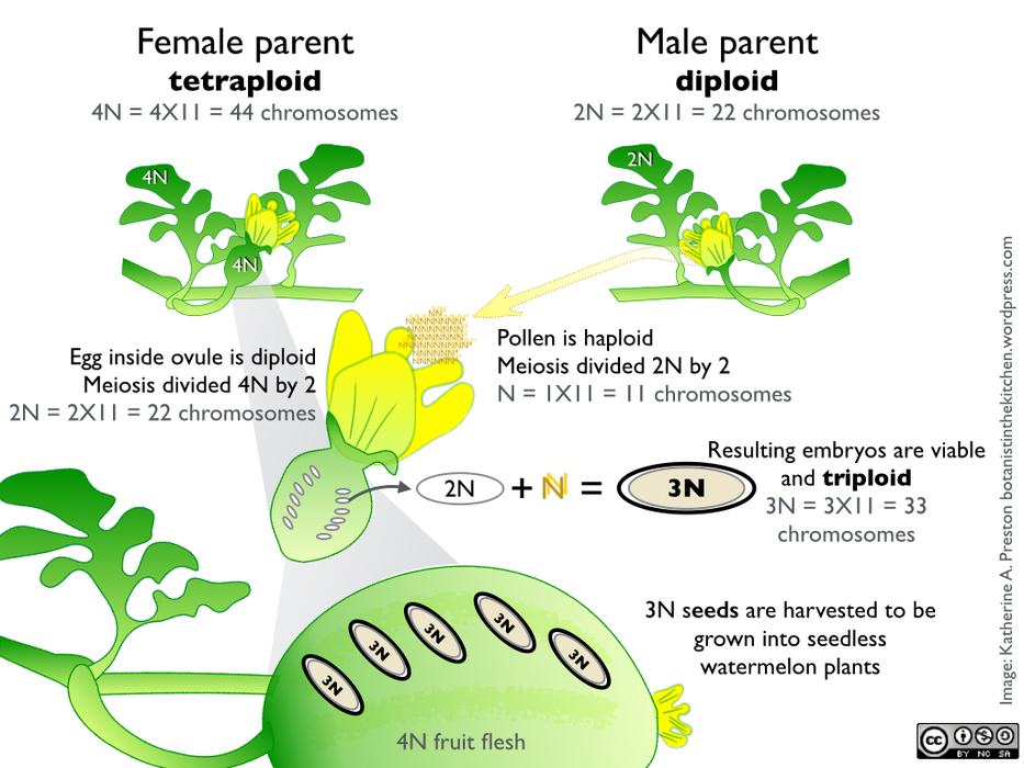 Breeding techniques for generating triploid seed