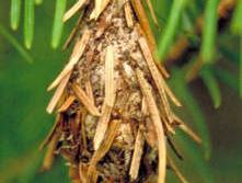 Bagworm