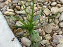 Green grassy plant sprouting between river rocks beside a concrete curb.