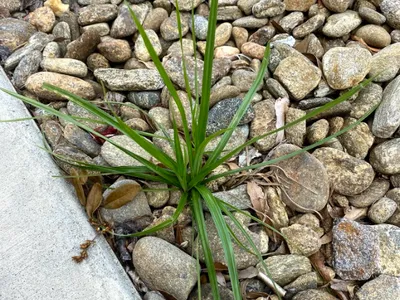 Green grassy plant sprouting between river rocks beside a concrete curb.