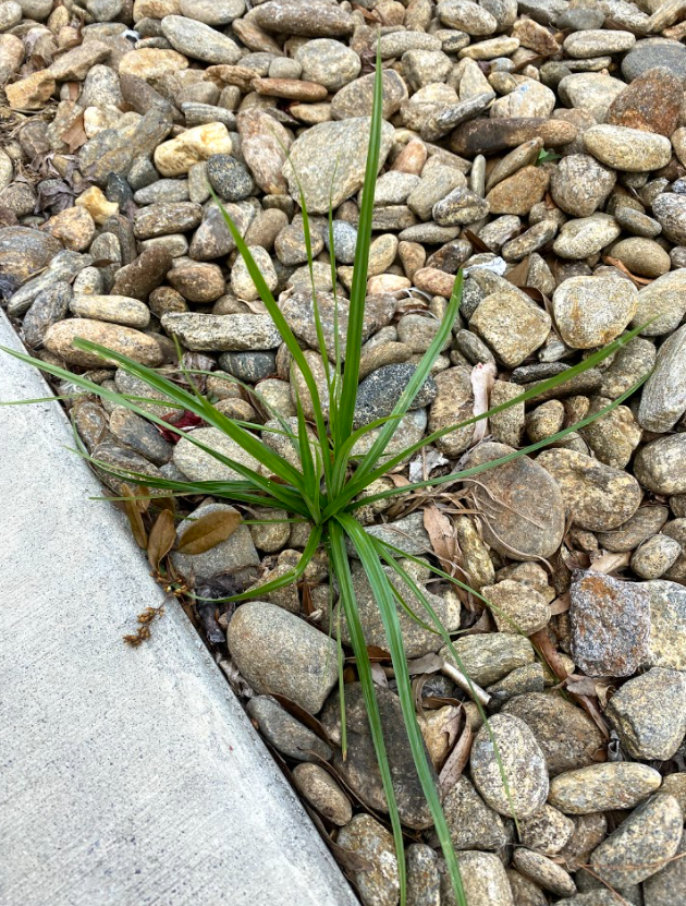 yellow nutsedge