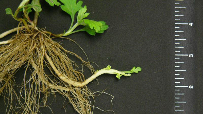 Mugwort root