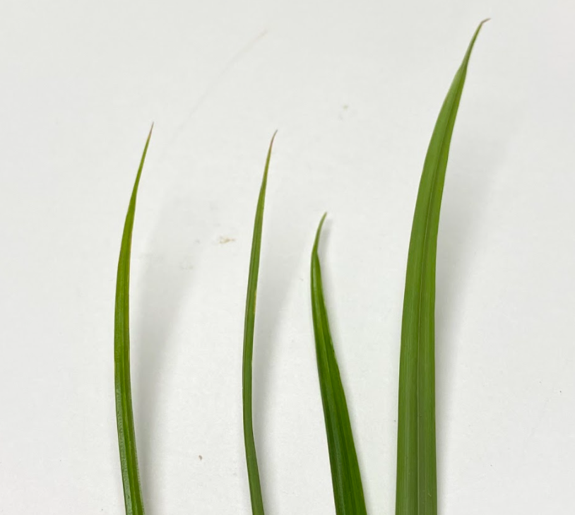 yellow nutsedge