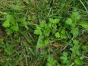 Low-growing lobed green plants scattered among lawn grass