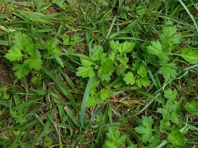 Low-growing lobed green plants scattered among lawn grass
