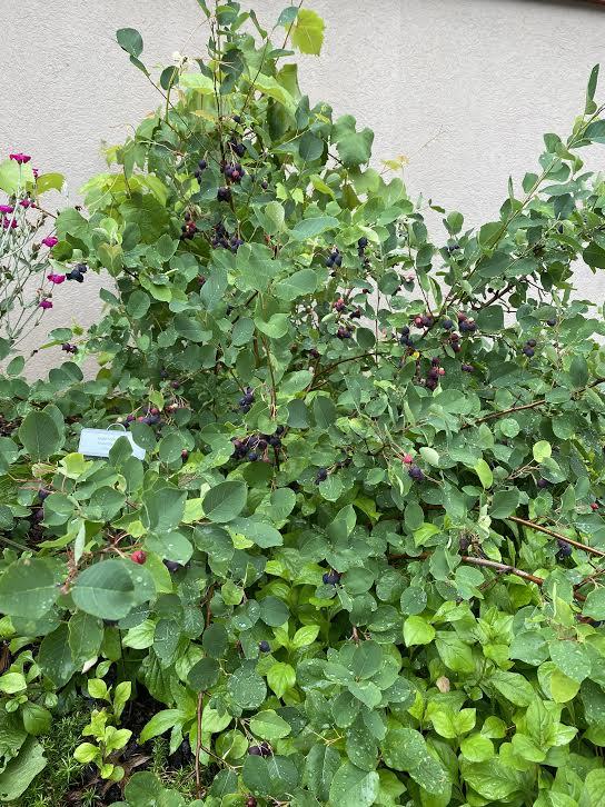 photo by Lindsey Askew