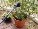 Watering tomatoes