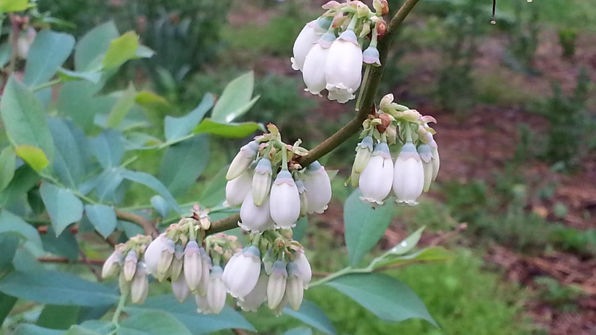 Flower bulbs on branch