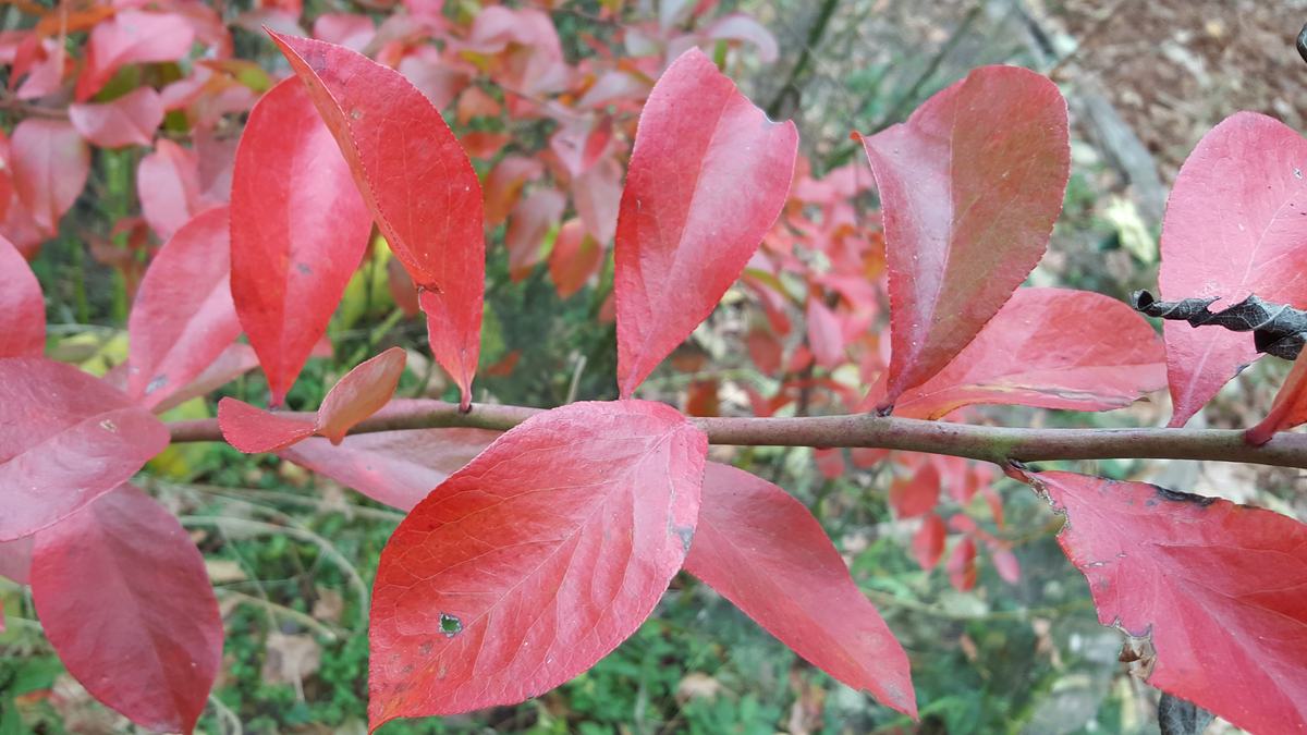 Red leaves