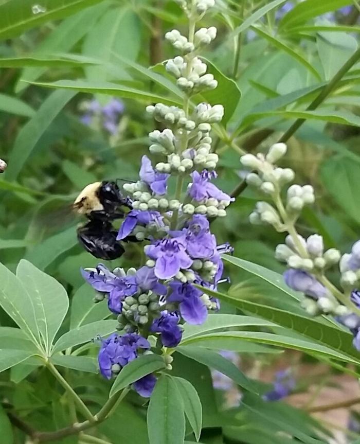 Bee pollinating Chasteberry