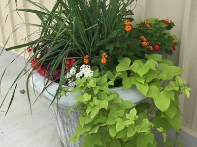 Container Gardening