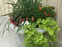 Container Gardening
