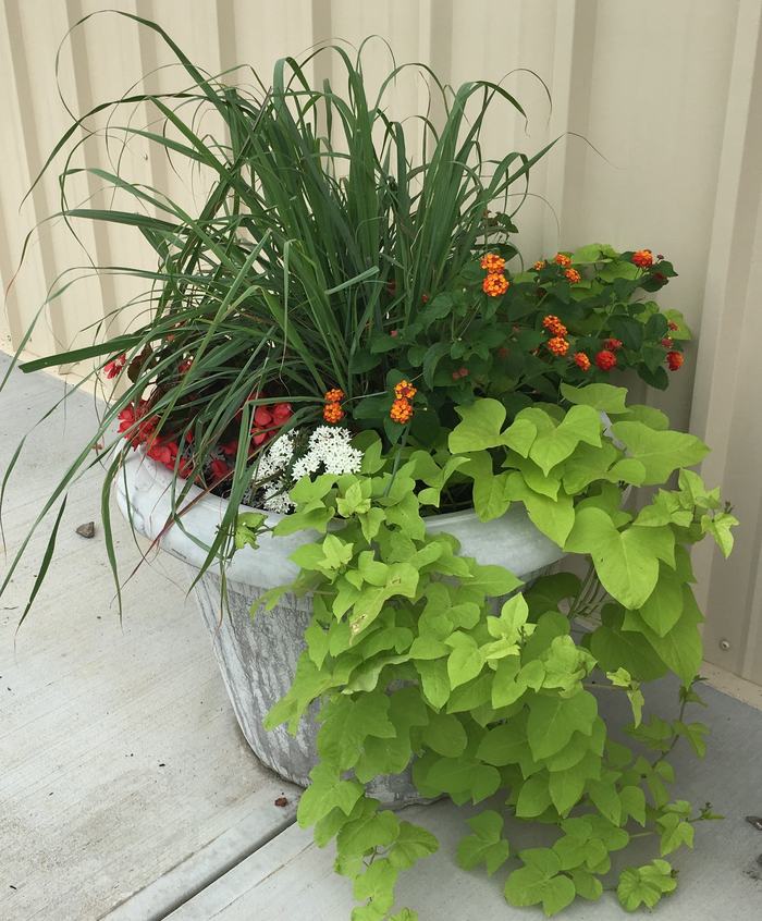 Container Gardening