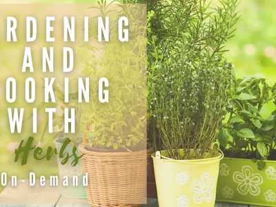 Herbs in Pots advertising Gardening and Cooking with Herbs class