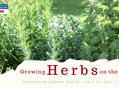 Green herb plants; text "Growing Herbs on the OBX" and "July 21, 2021 | 11:00 AM"