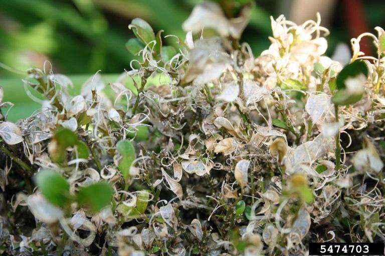 Damage from box tree moth larvae. Ferenc Lakatos, University of Sopron, Bugwood.org