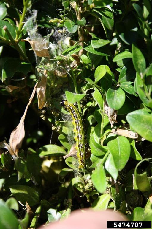 Box tree moth larva and webbing. Ferenc Lakatos, University of Sopron, Bugwood.org