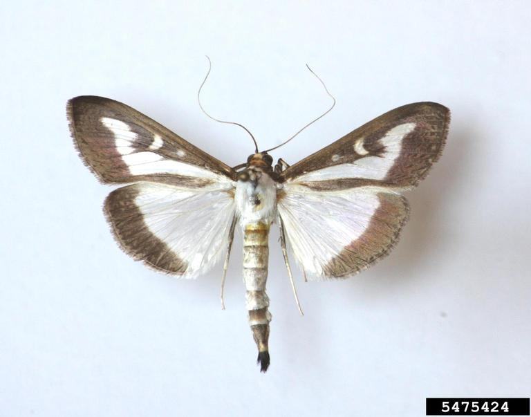 White morph box tree moth adults. Szabolcs Sáfián, University of West Hungary, Bugwood.org