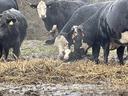 Black-and-white cows surrounding a newborn calf lying on straw in a muddy field