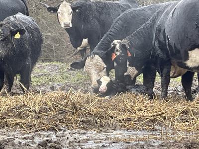 Black-and-white cows surrounding a newborn calf lying on straw in a muddy field