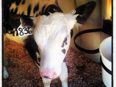 Young black-and-white calf standing in a stall with ear tag "836"