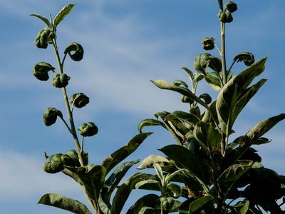 Apple tree shoots damaged by potato leafhopper