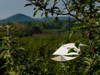 Tufted apple bud moth trap in orchard
