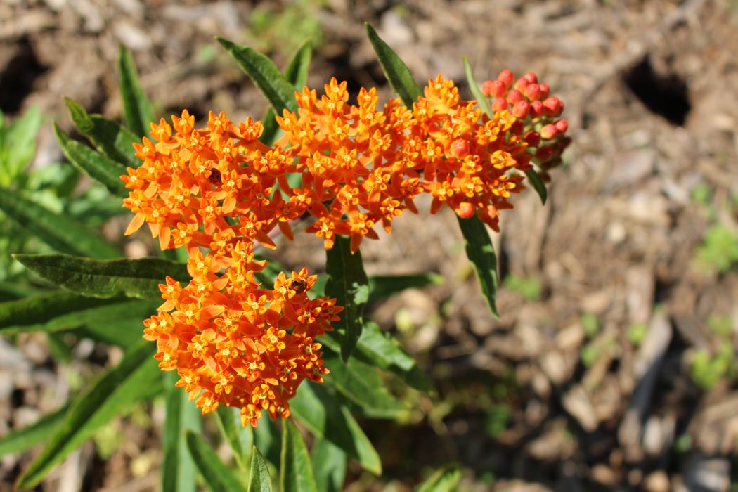 Butterfly milkweed