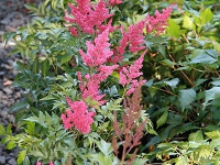Pink plume-like flower spikes among green garden foliage