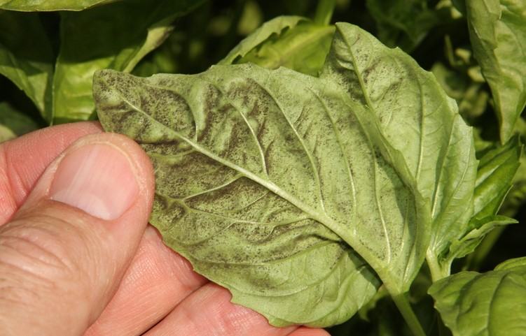 close up of the underside of a basil leaf with black spores
