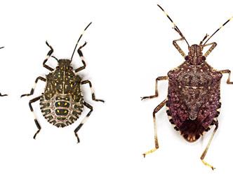BMSB life stages (L to R): 2nd, 3rd, 4th, 5th instars; M and F adults
