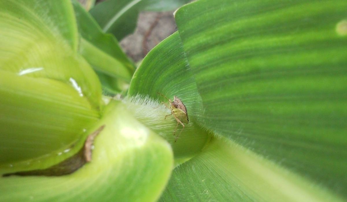 Clavus Insect Managing Stink Bugs in Corn - Corn | NC State Extension