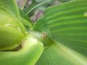 Brown shield bug on central fold of a green plant leaf