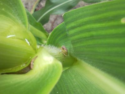Brown shield bug on central fold of a green plant leaf