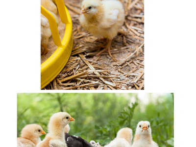 Baby chicks