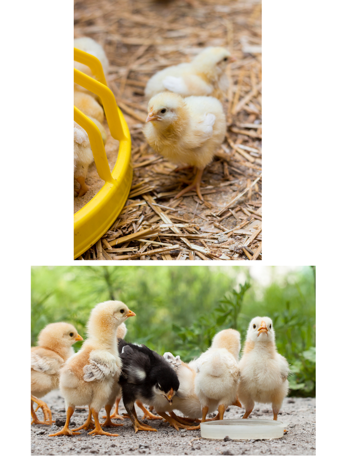 Baby chicks at feeder